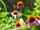 IMG_1056