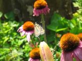 IMG_1057