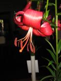 IMG_0933